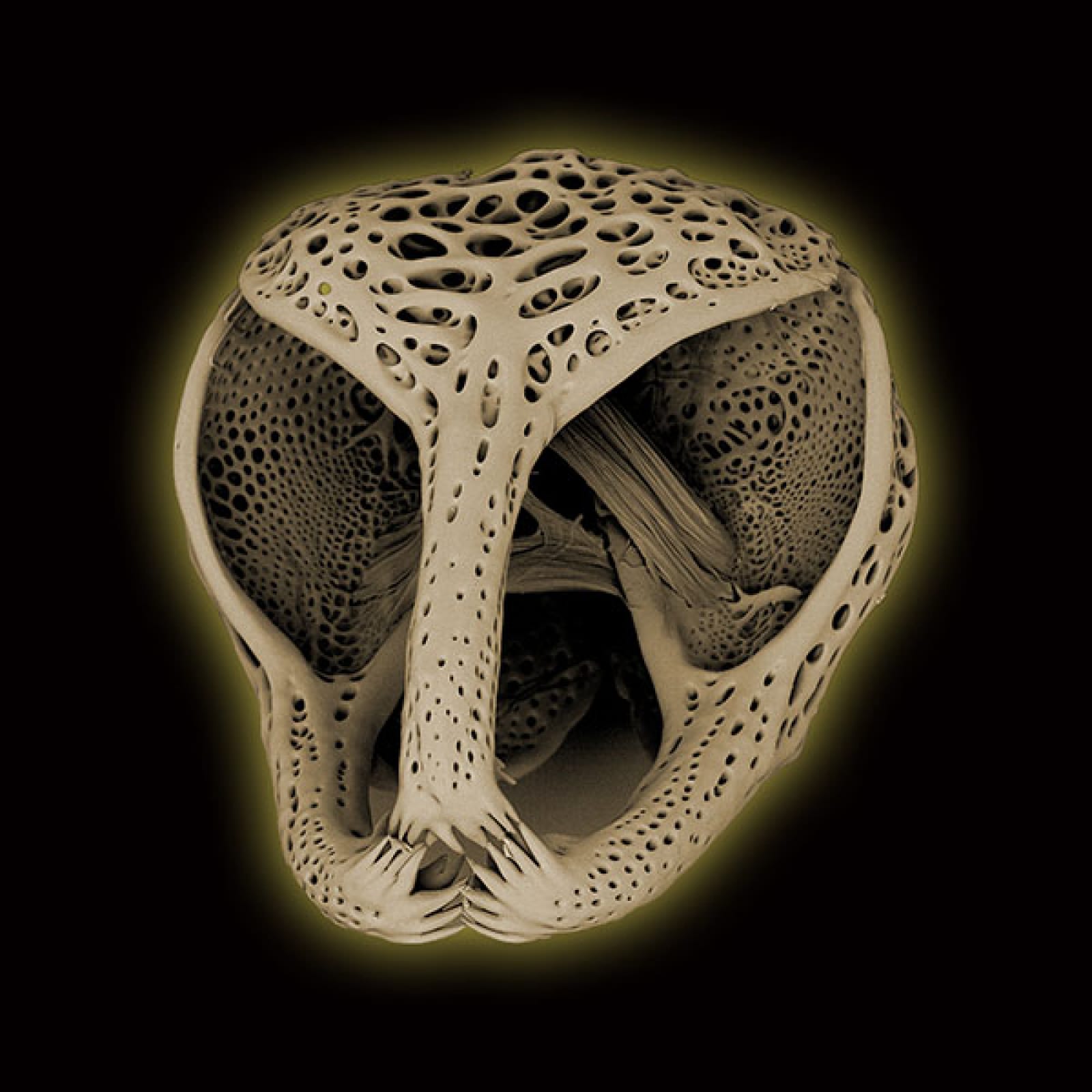 MT Micrograph 2021 Award Finalist | A pedicellaria is a three-jawed defensive appendage found in sea urchins, sea stars, and some other echinoderms. Pseudo-colored secondary electron SEM image at 15 kV. Submitted by Kenneth Bart, Hamilton College, New York