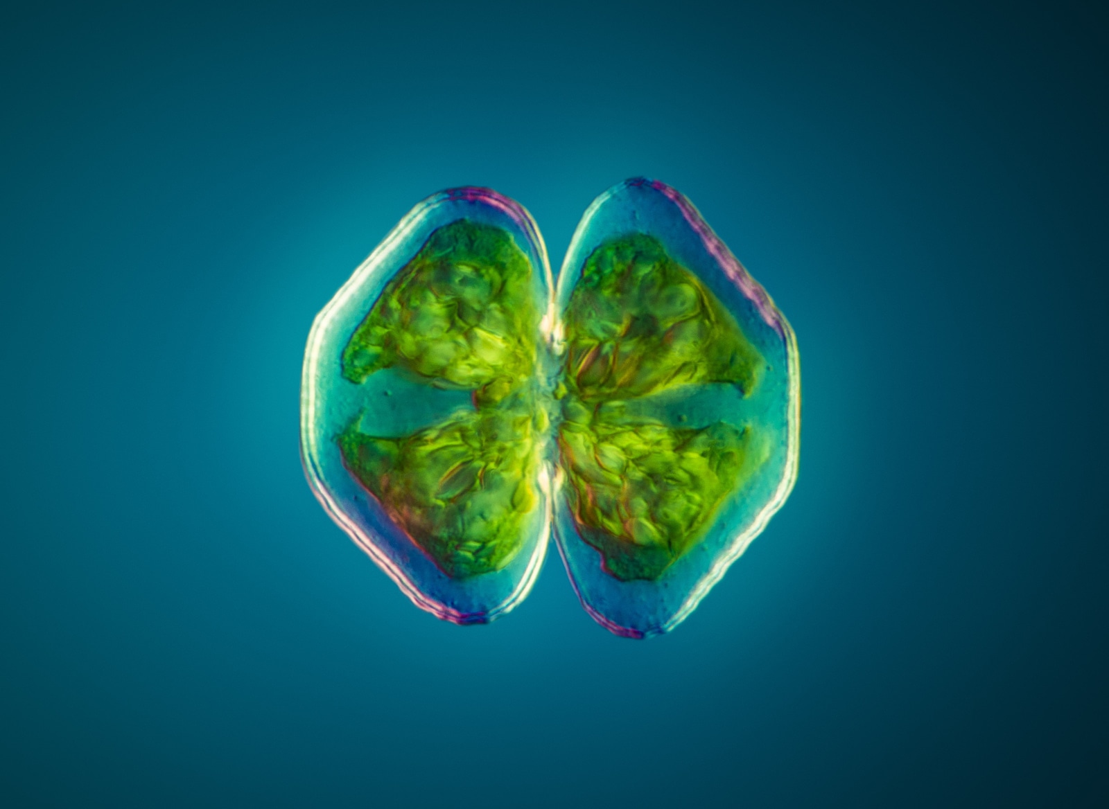 MT Micrograph 2019 Award Finalist | Desmid green alga Cosmarium sp. 68 µm wide by Håkan Kvarnström