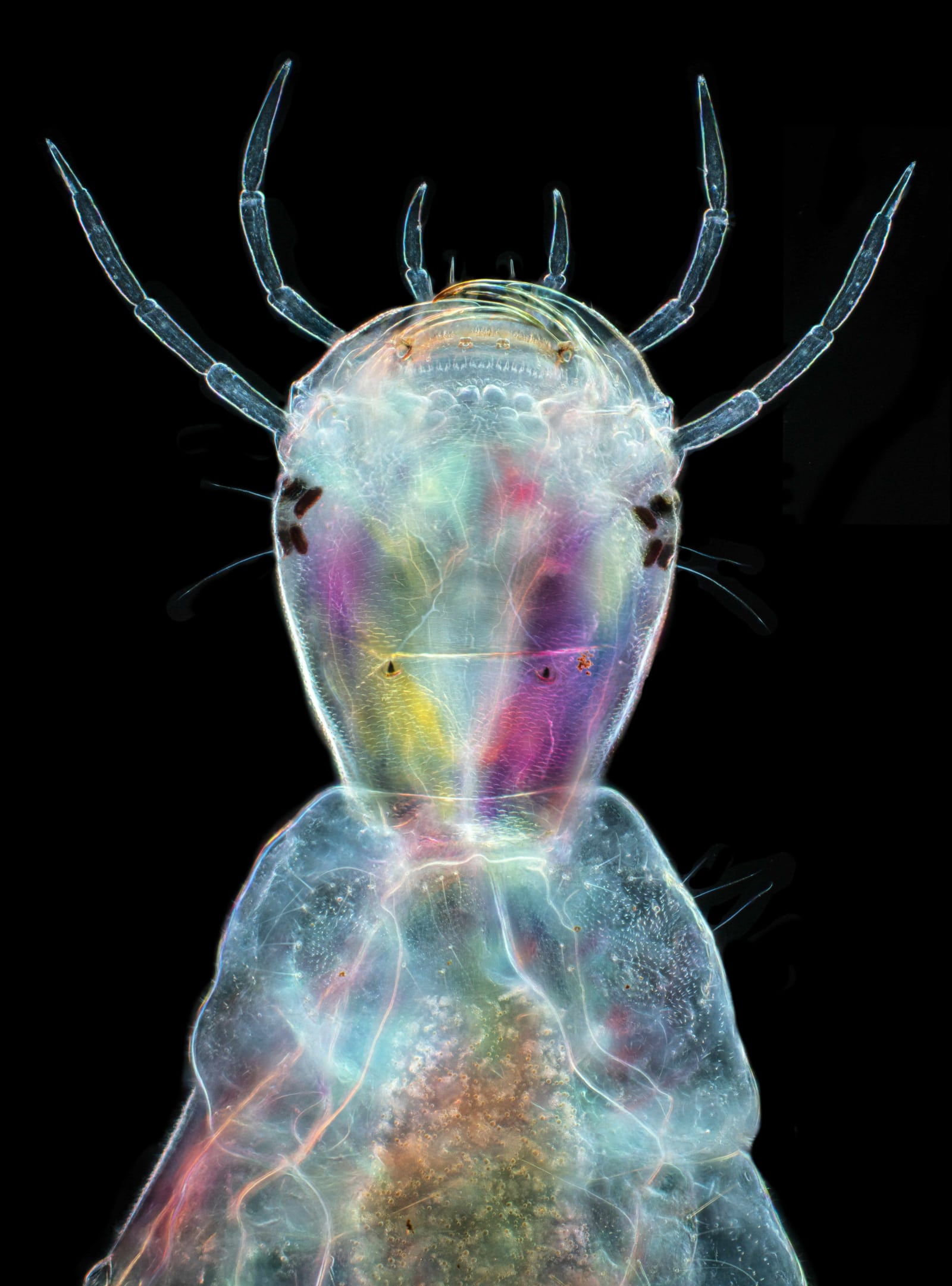 MT Micrograph 2023 Awards Finalist | Larva of the ferocious cannibalistic diving beetle Dytiscus marginalis | Submitted by: Karl Gaff, Dublin, Ireland