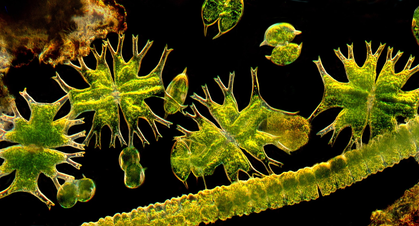  MT Micrograph 2019 Award Finalist: Micrasterias furcata, Desmidium, and Arthrodesmus convergens. Light microscopy. Submitted by: Michael Much, Bethlehem, PA