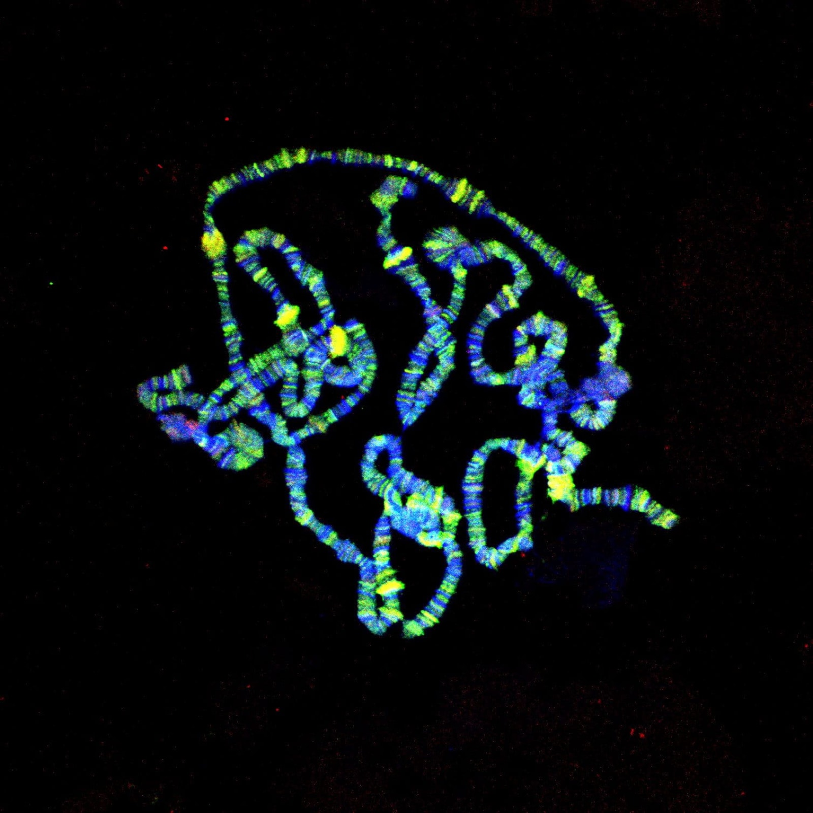 Photo Credit: MT Micrograph 2023 Award Finalist | Chromosomes of Drosophila salivary gland, showing gene activation, | Submitted by: Akanksha Bhatnagar, Drexel University