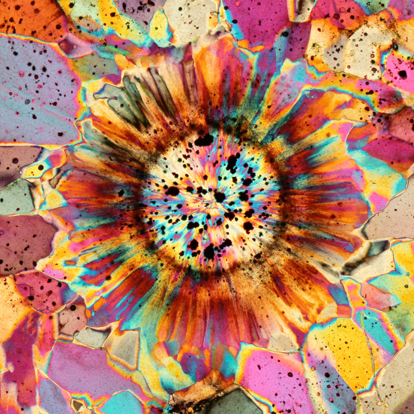 MT Micrograph 2023 Award Finalist | Microcrystalline quartz in ocean jasper (polarized transmitted light microscopy) | Bernardo Jasper, University of Padua, Italy