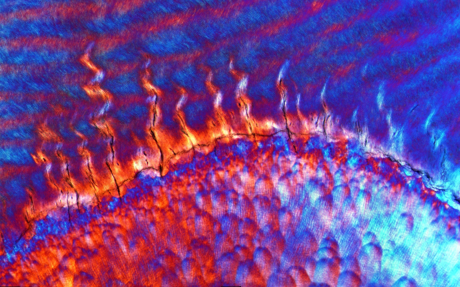 MT Micrograph 2023 Award Finalist | Mineralized pattern in enamel forming cells | Submitted by: Timothy Bromage, New York, NY