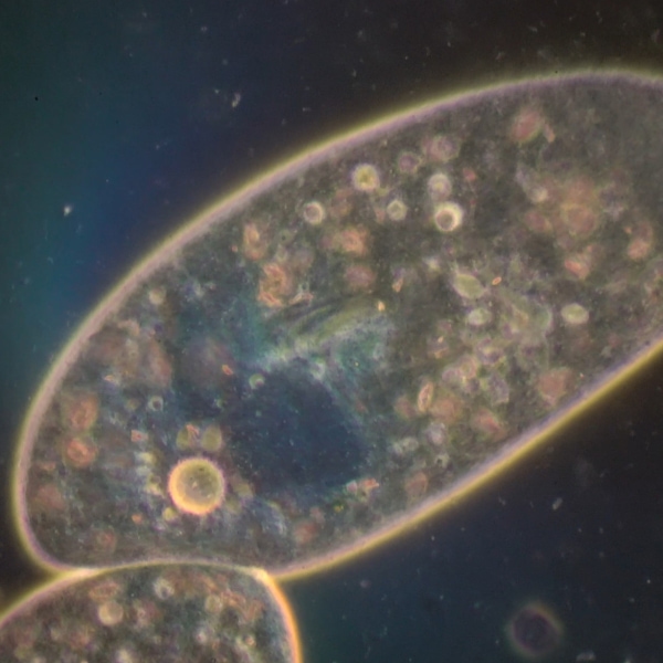 2026 C5-5 Thumbnail