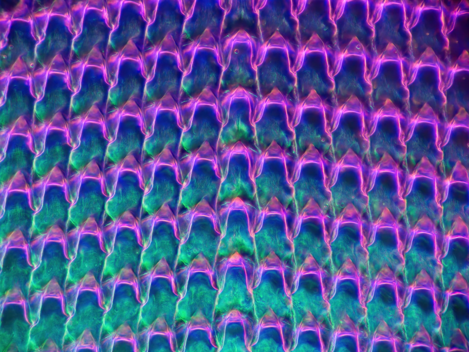 MT Micrograph 2023 Award Finalist | Rows of teeth in a slug (dark-field polarized light microscopy) | Submitted by: Andrei Savitsky, Chernasky, Ukraine
