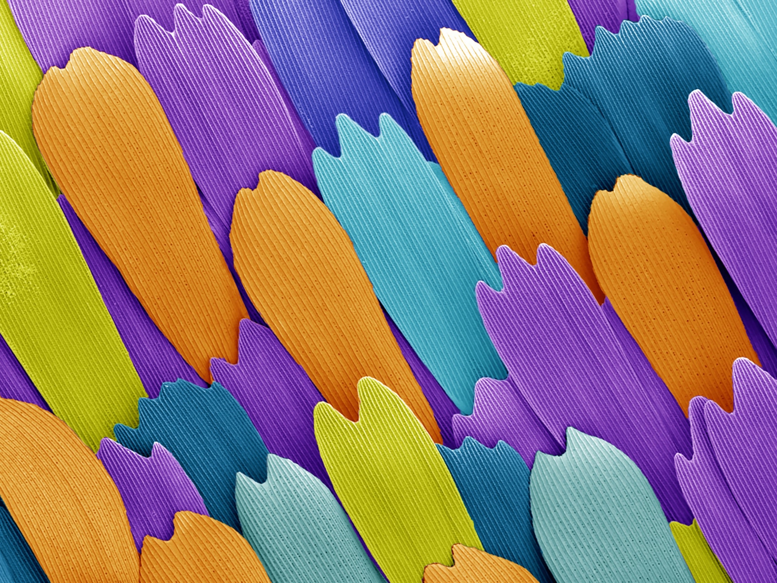 Butterfly Wing - Scales from the wing of a Laurel swallowtail butterfly Papilio palamedes (colorized SEM), Submitted by: Vijayasanka Ramen, University of Mississippi, Oxford, MS
