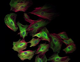 Spring meeting of the Arizona Imaging and Microanalysis Society (AIMS)