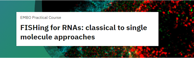 EMBL Course - FISHing for RNAs - Classical to Single Molecule Approaches