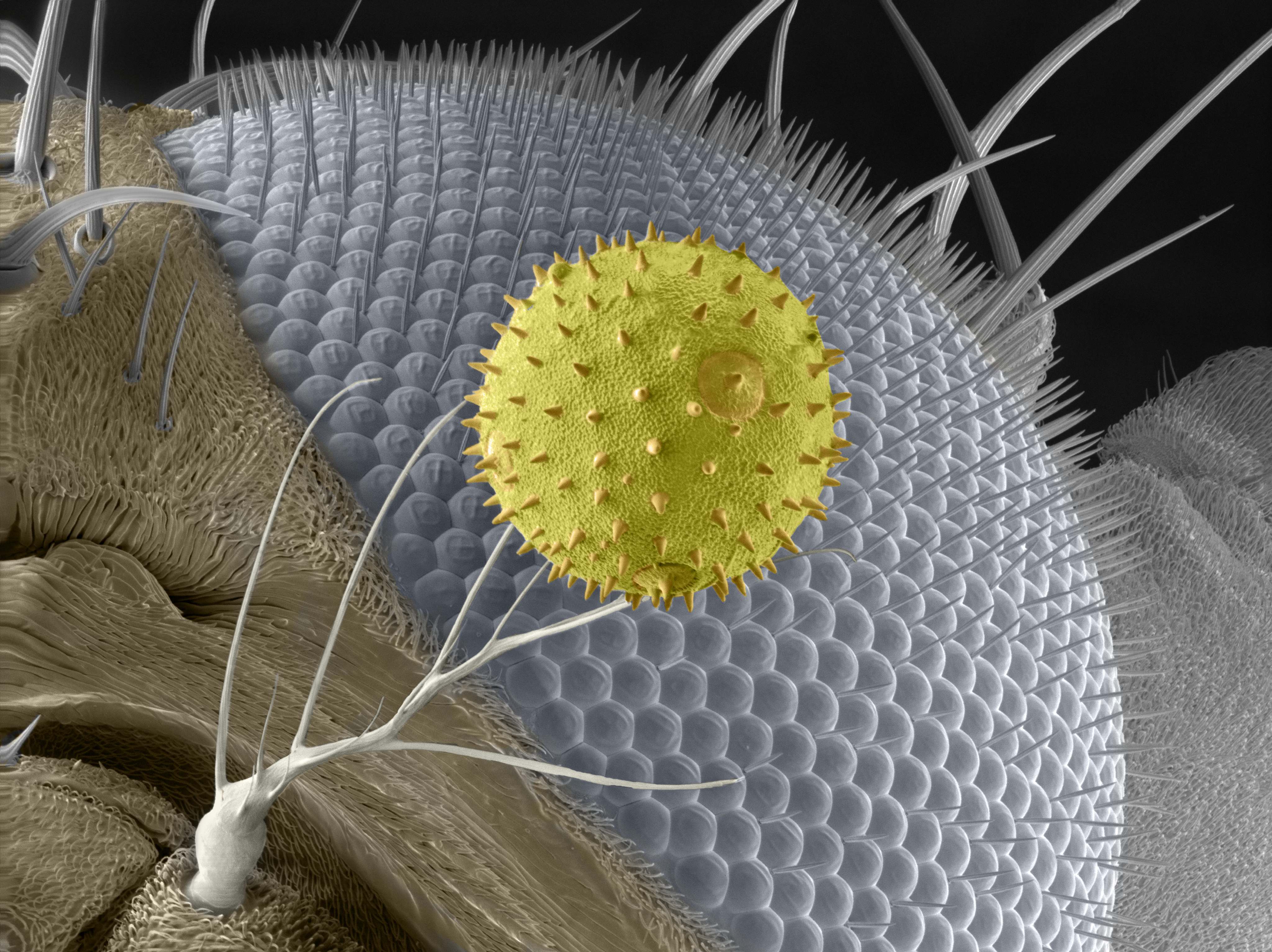 Fruit fly compound eye
