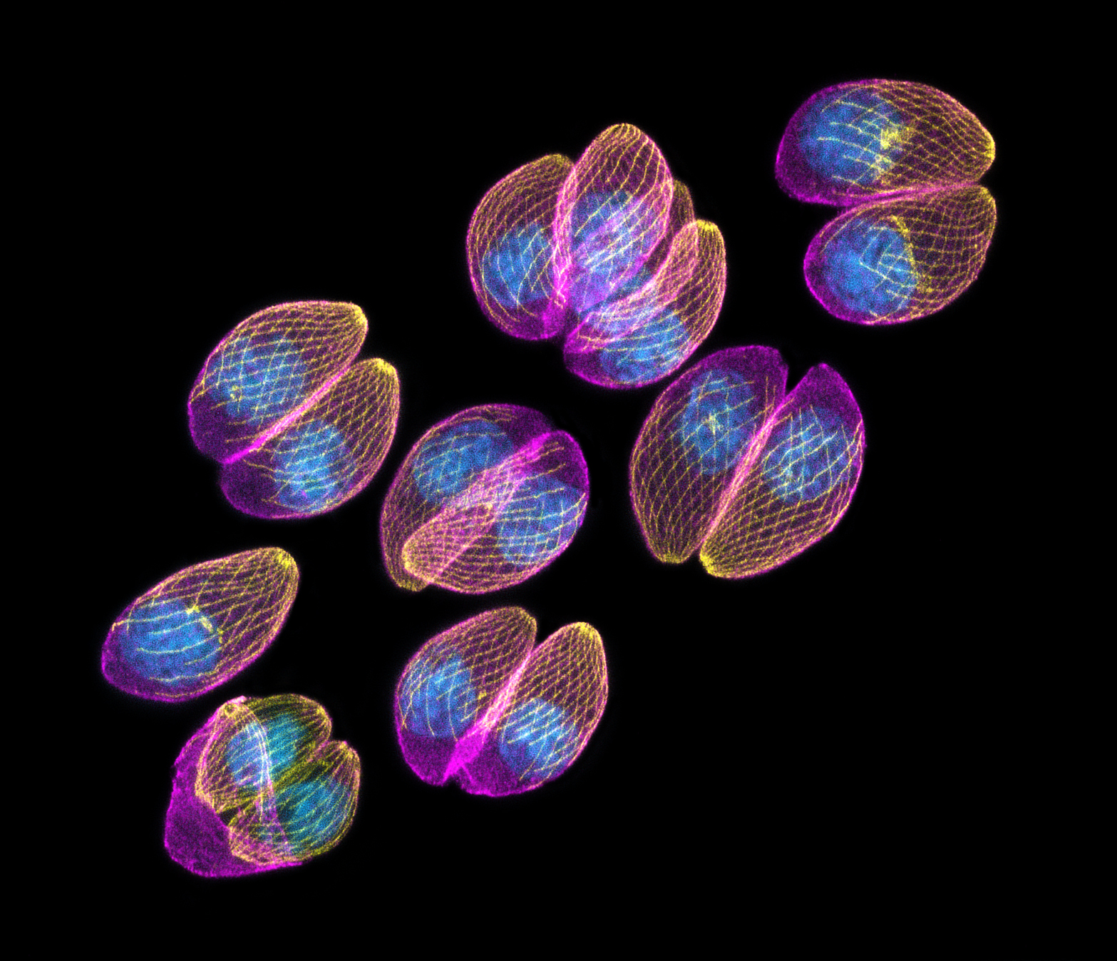 Parasites