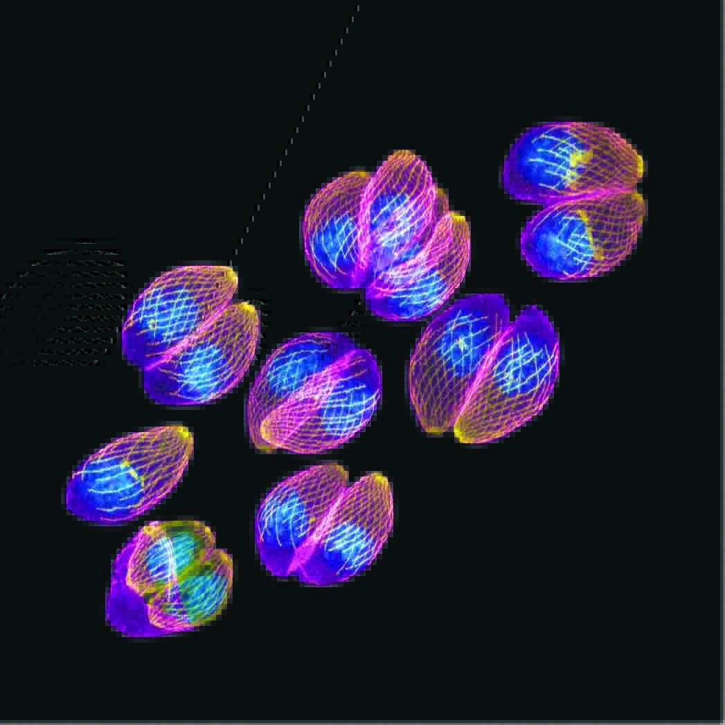 Parasites