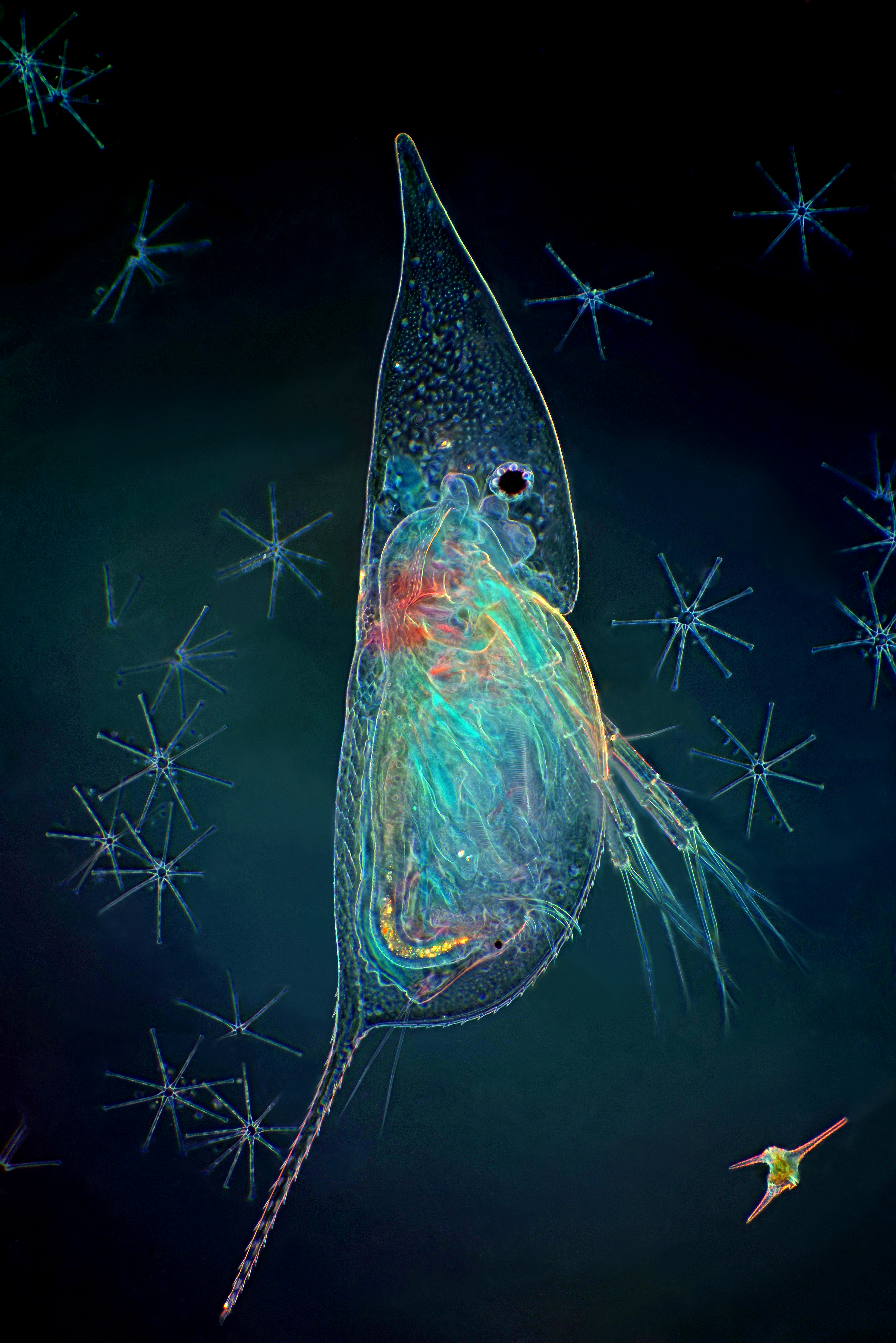 Microorganisms