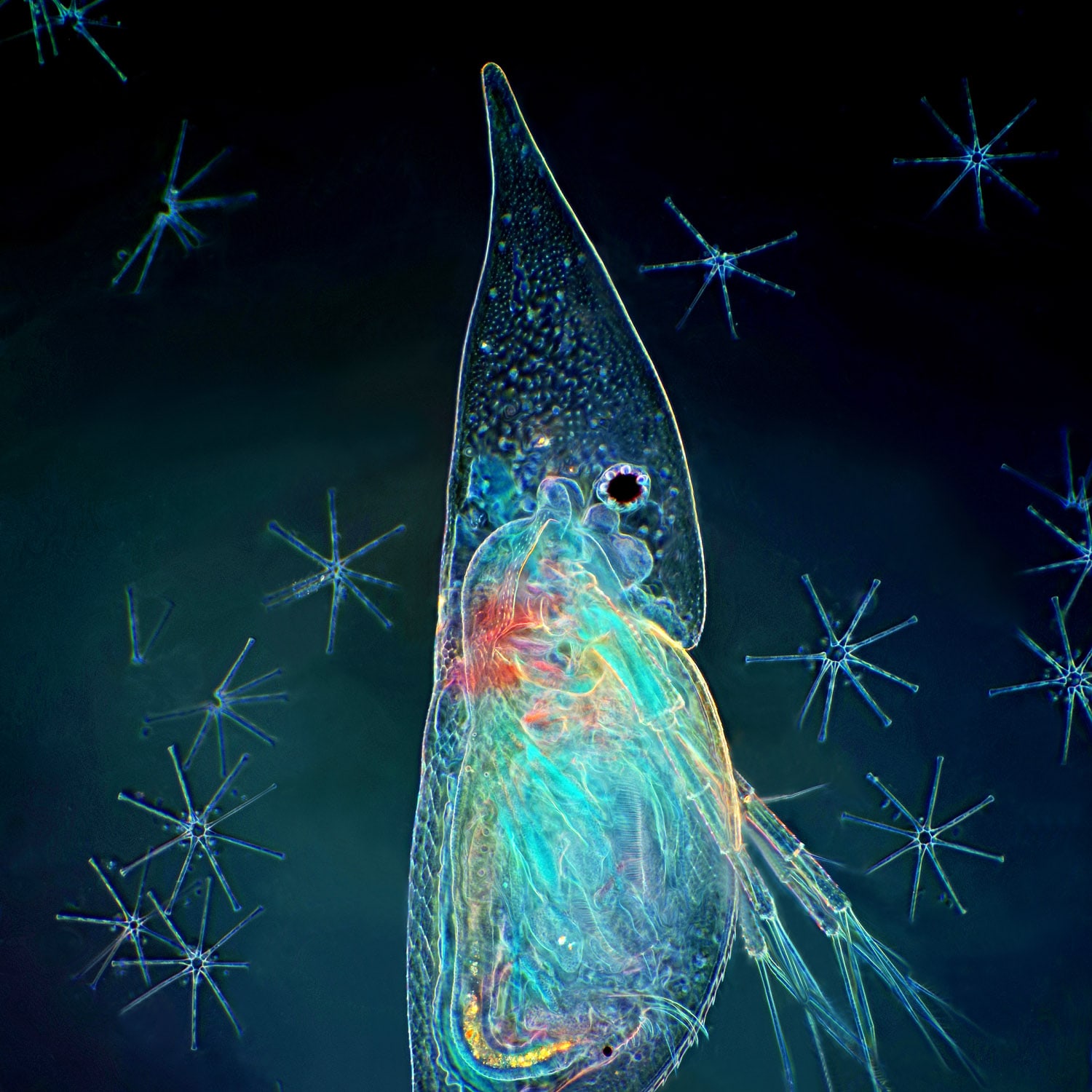 Microorganisms
