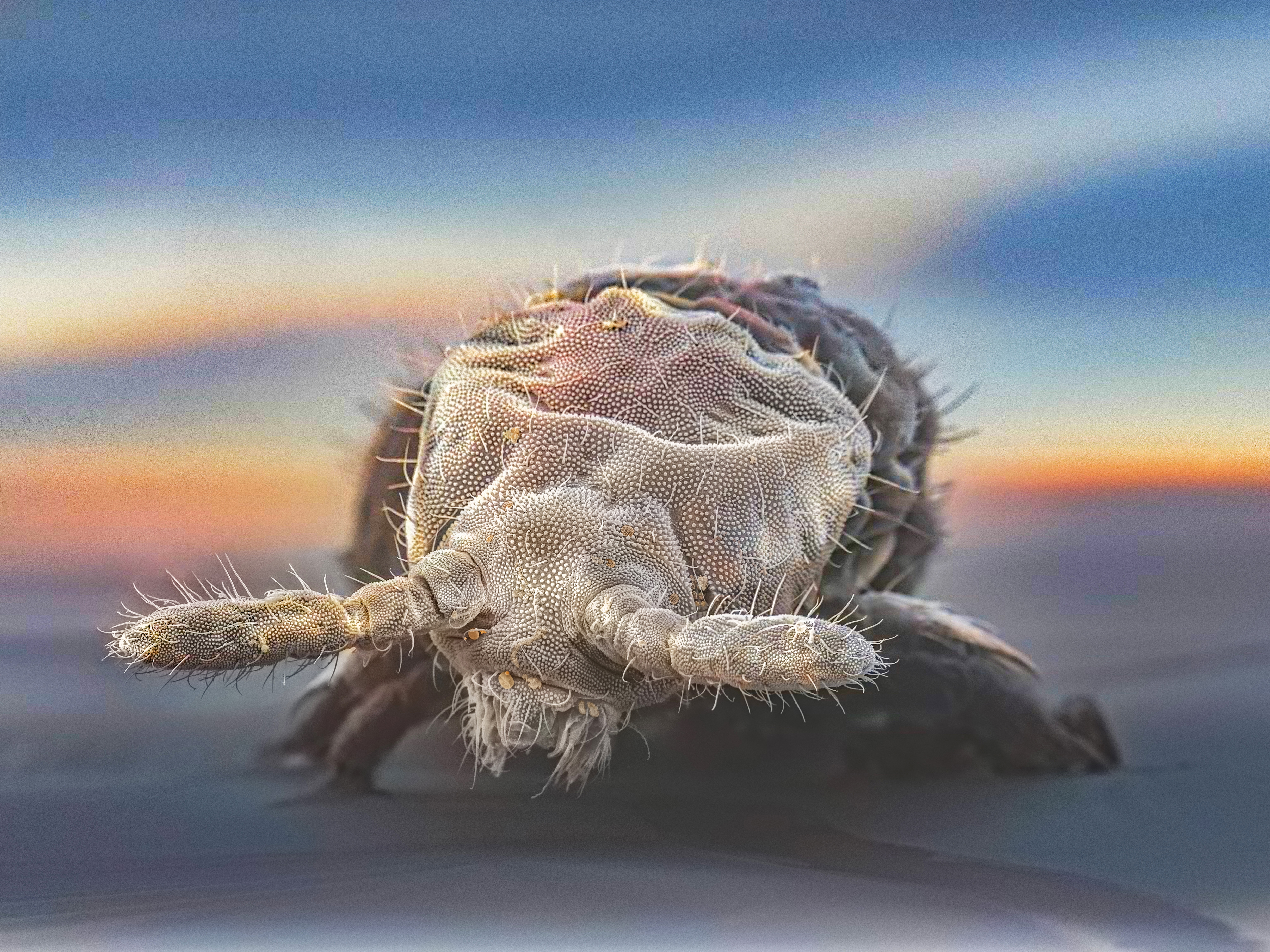 Springtail