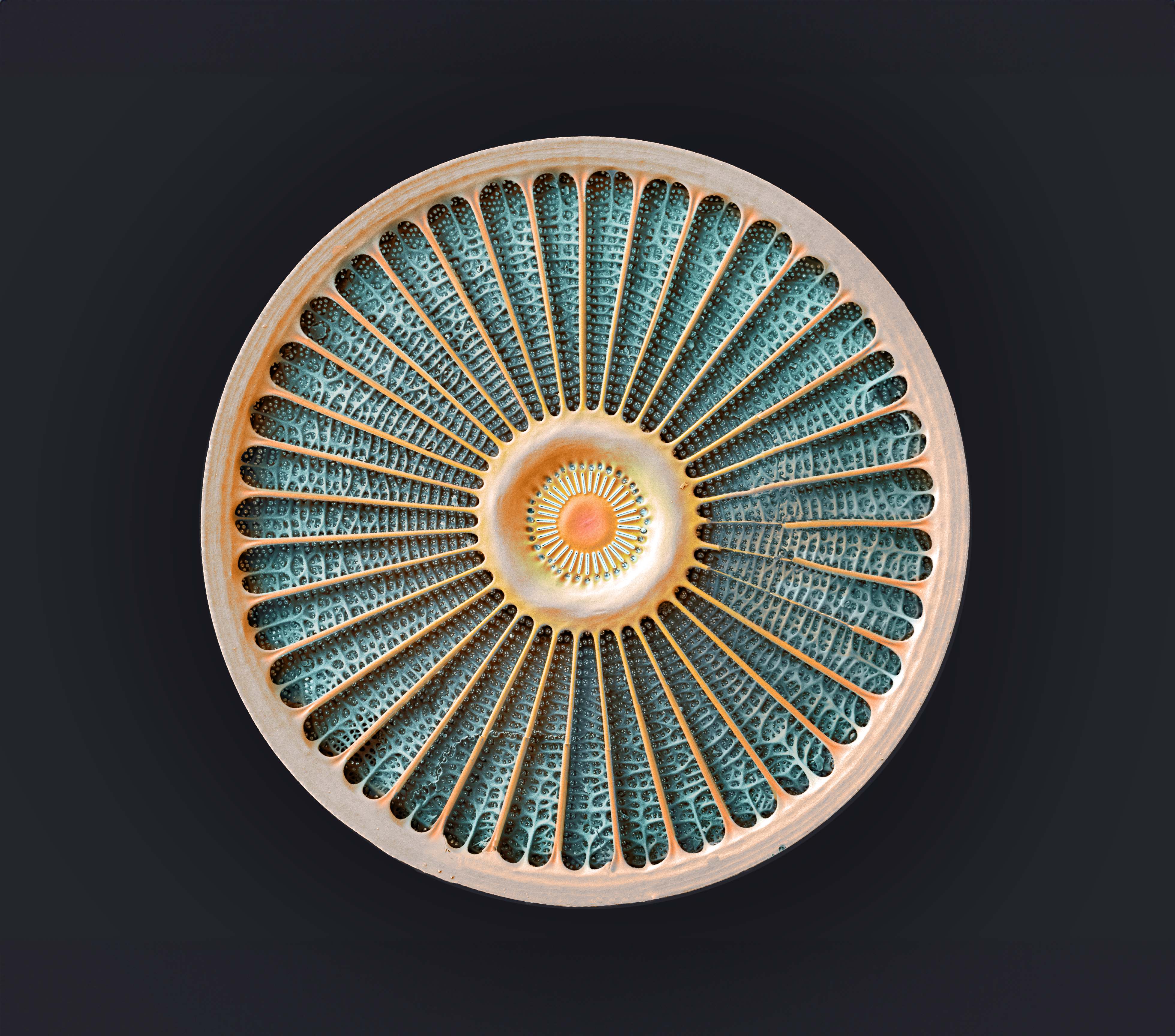 Old fossil