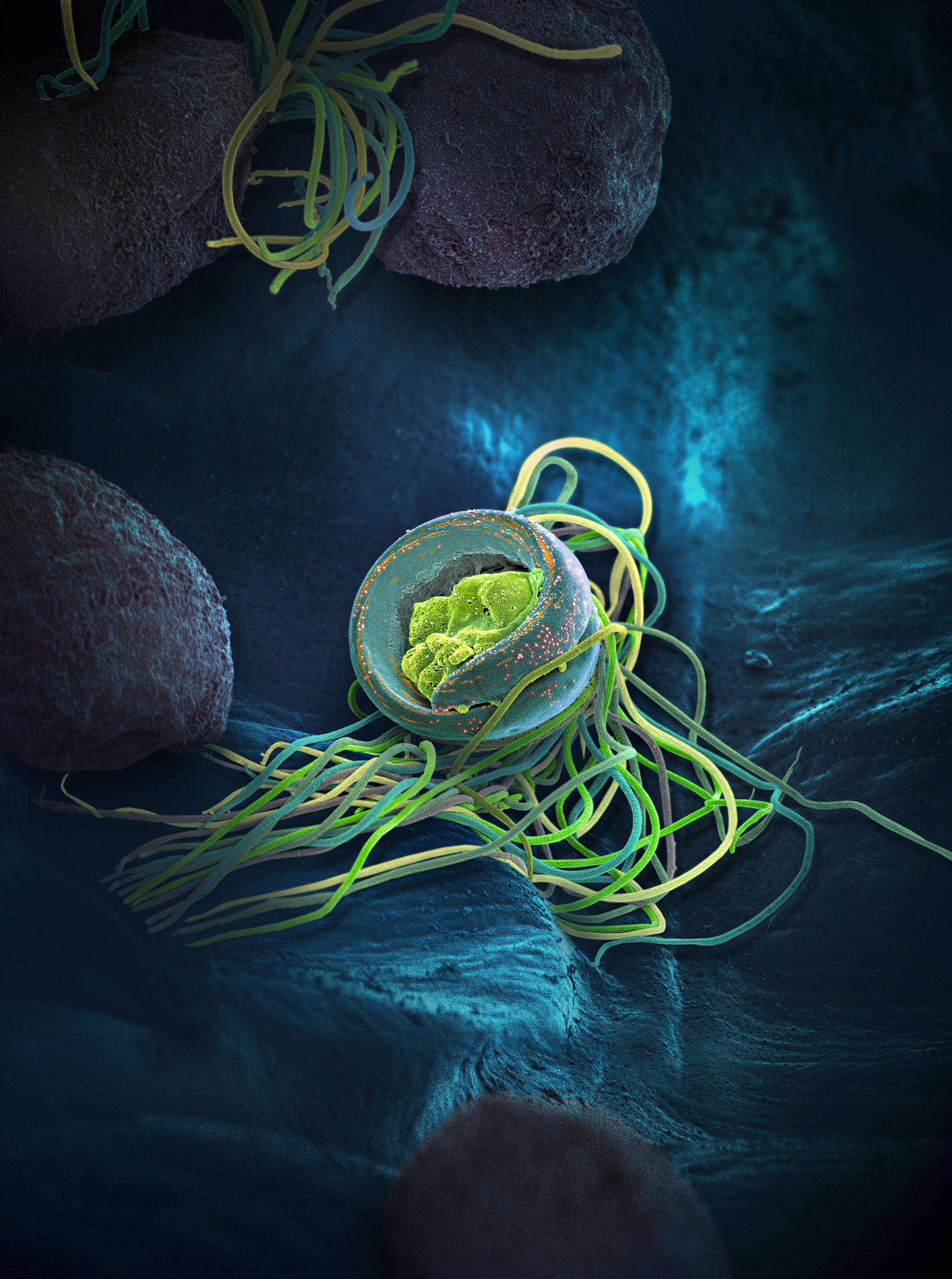 A Sperm is Born