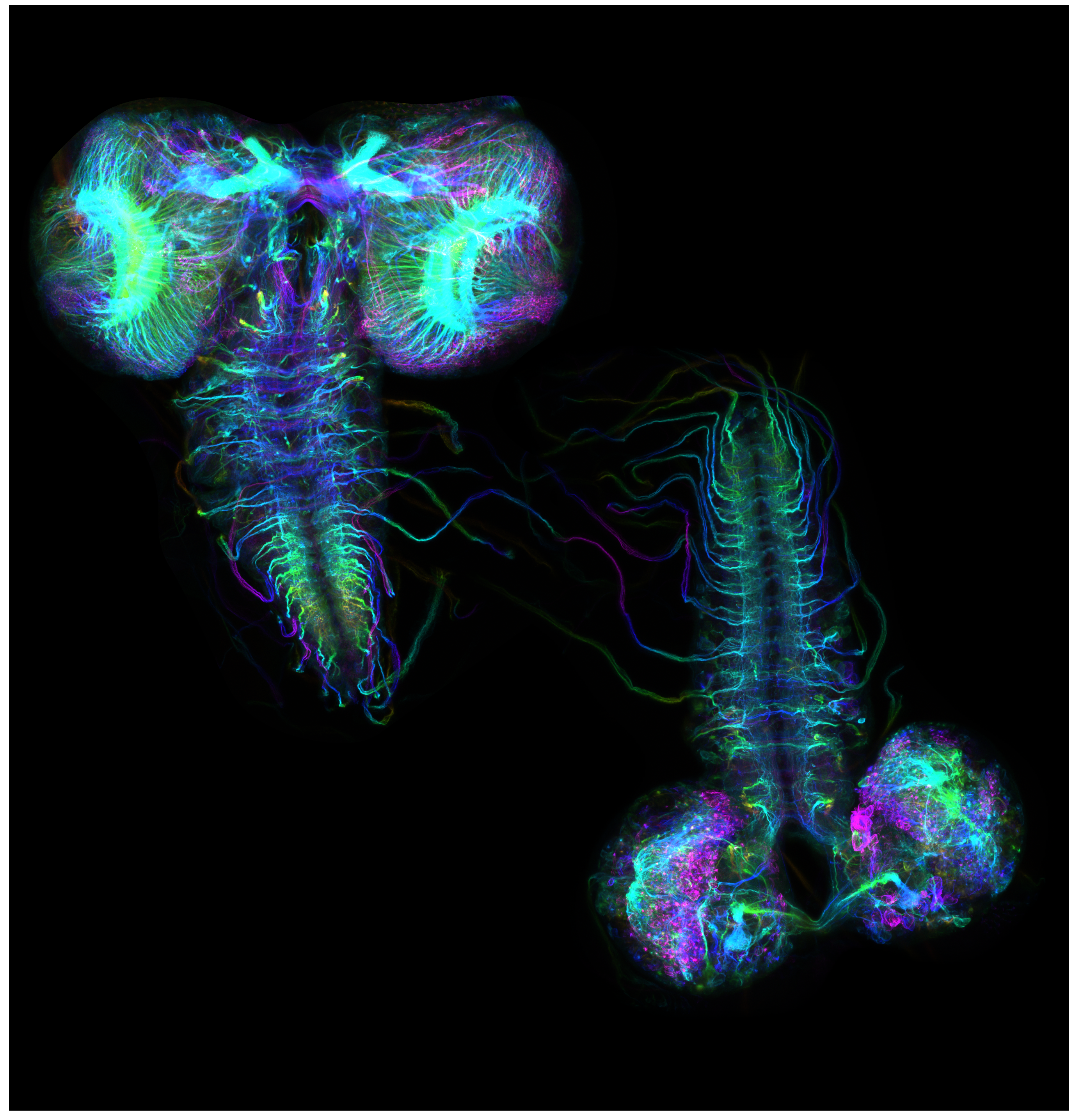 Drosophila Larval Brain