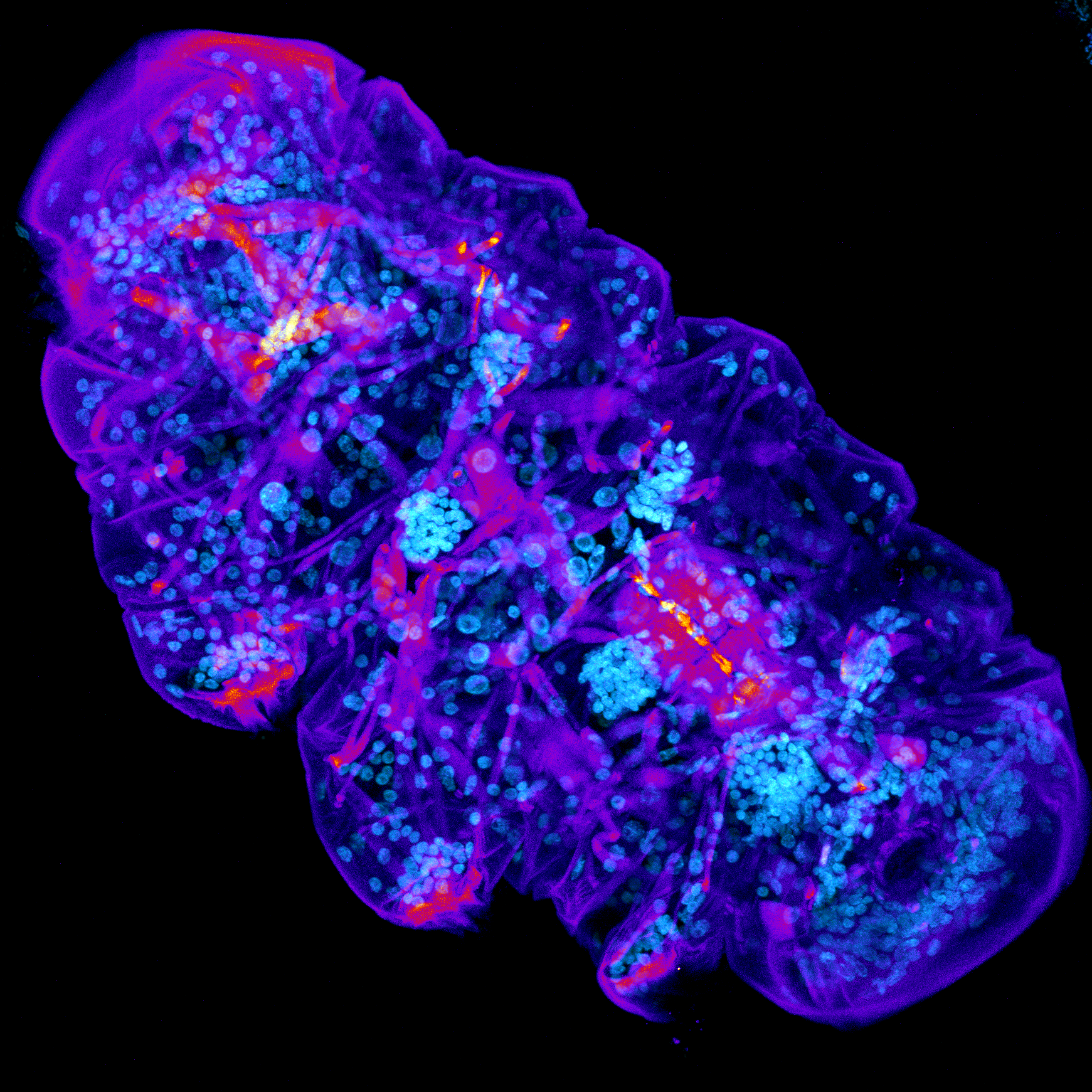 Dartmouth Tardigrade
