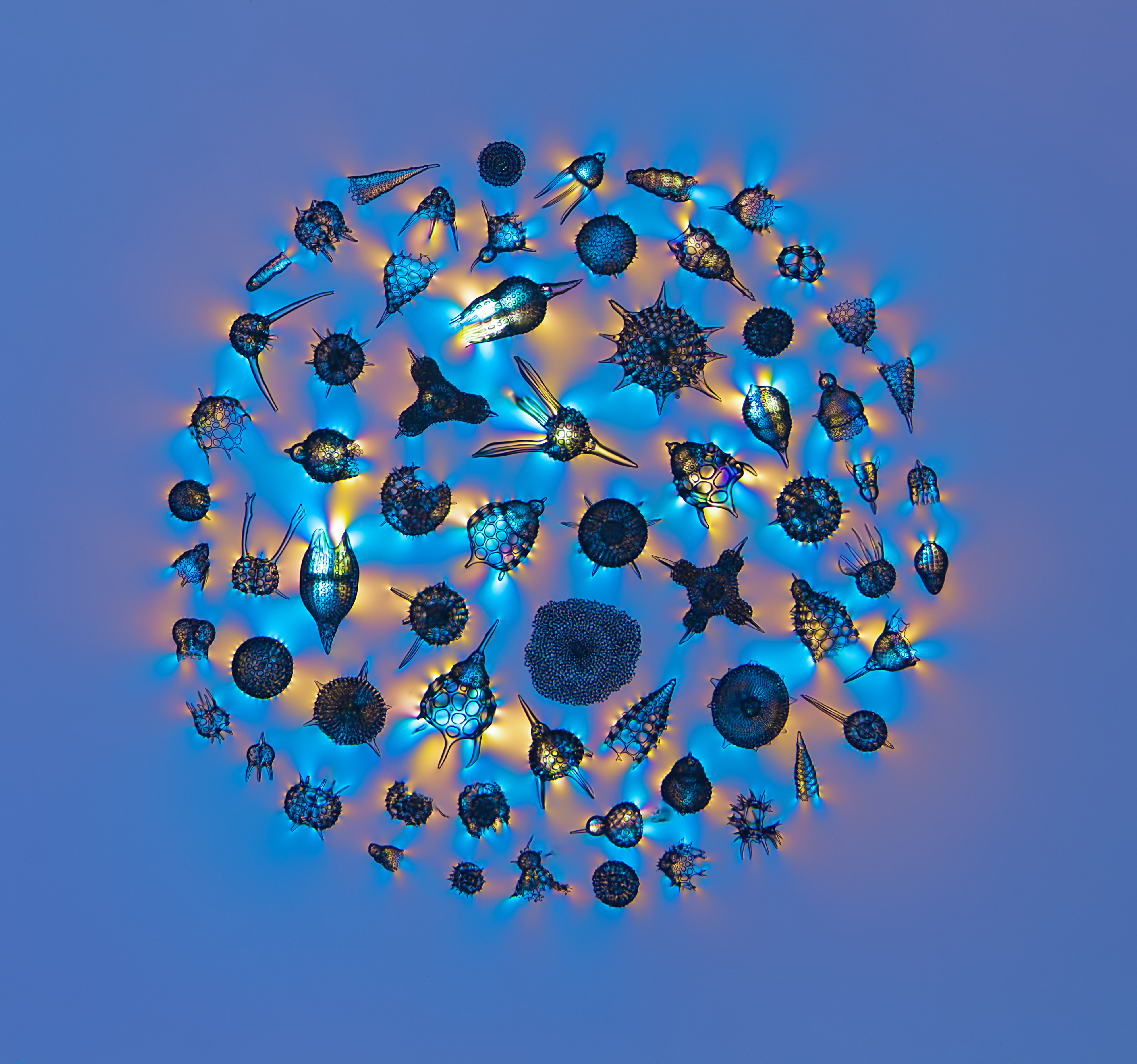Radiolaria