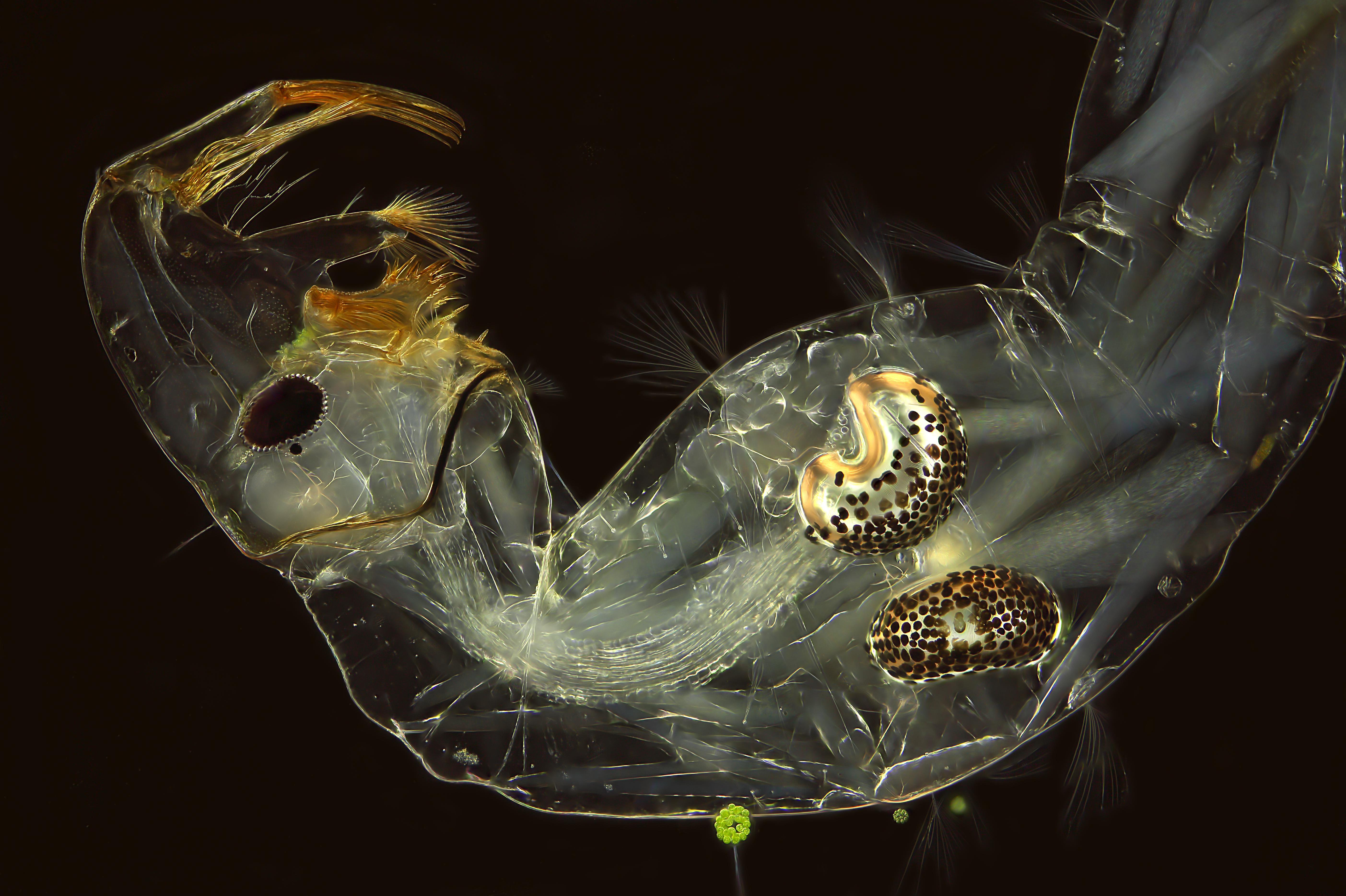 Chaoborus larvae with trachea