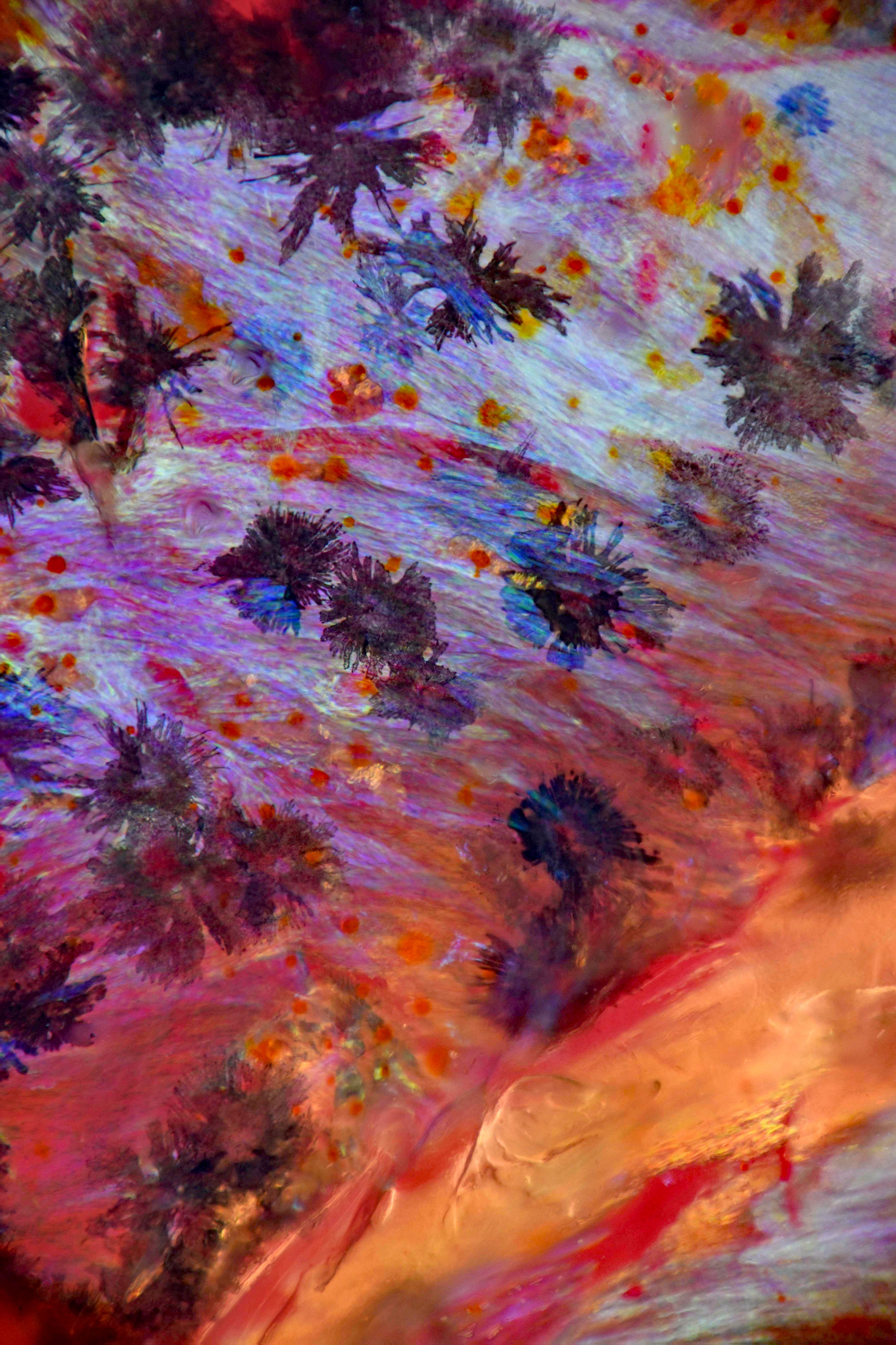 &ldquo;Cornflowers&rdquo; of a zebrafish scale