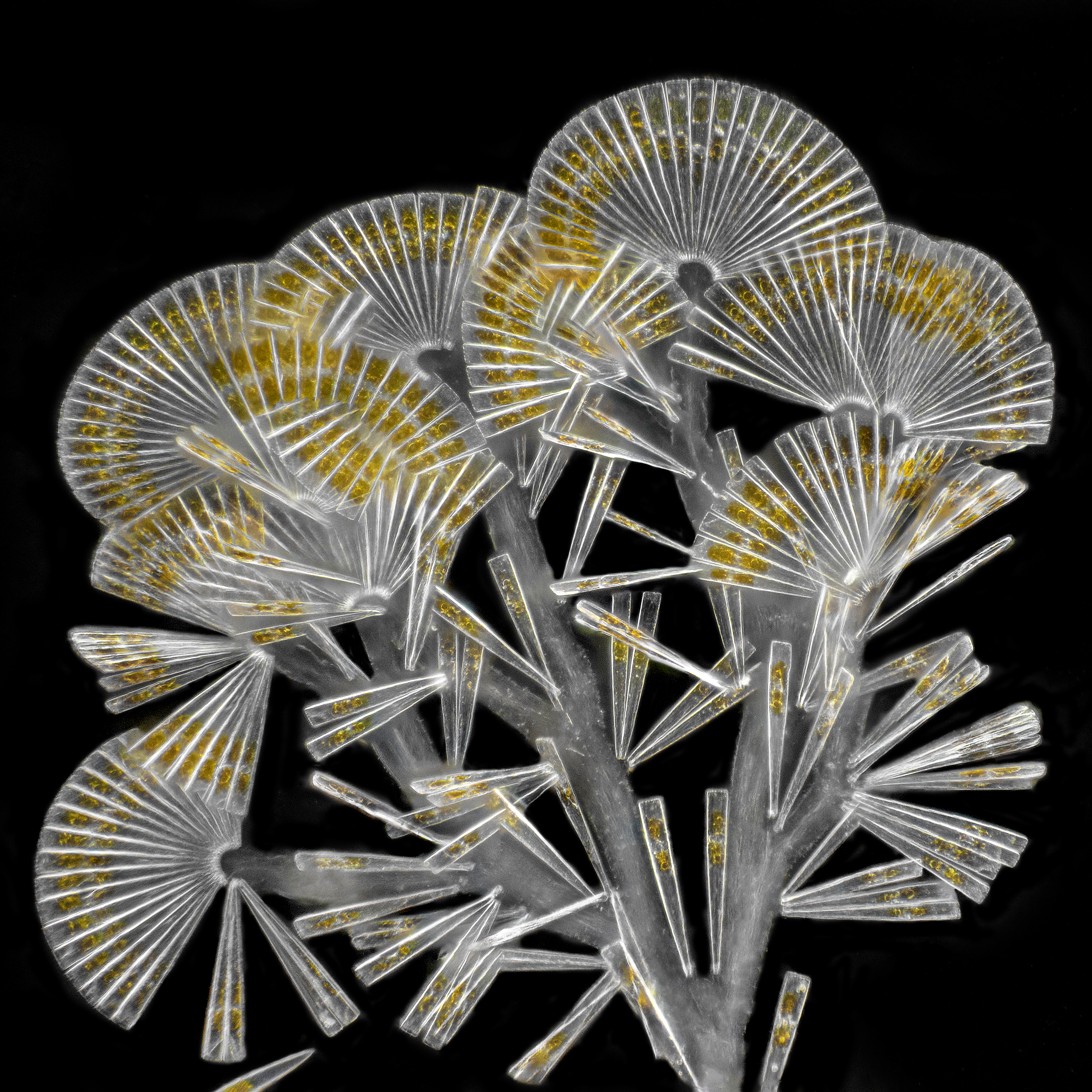 Colonial diatoms