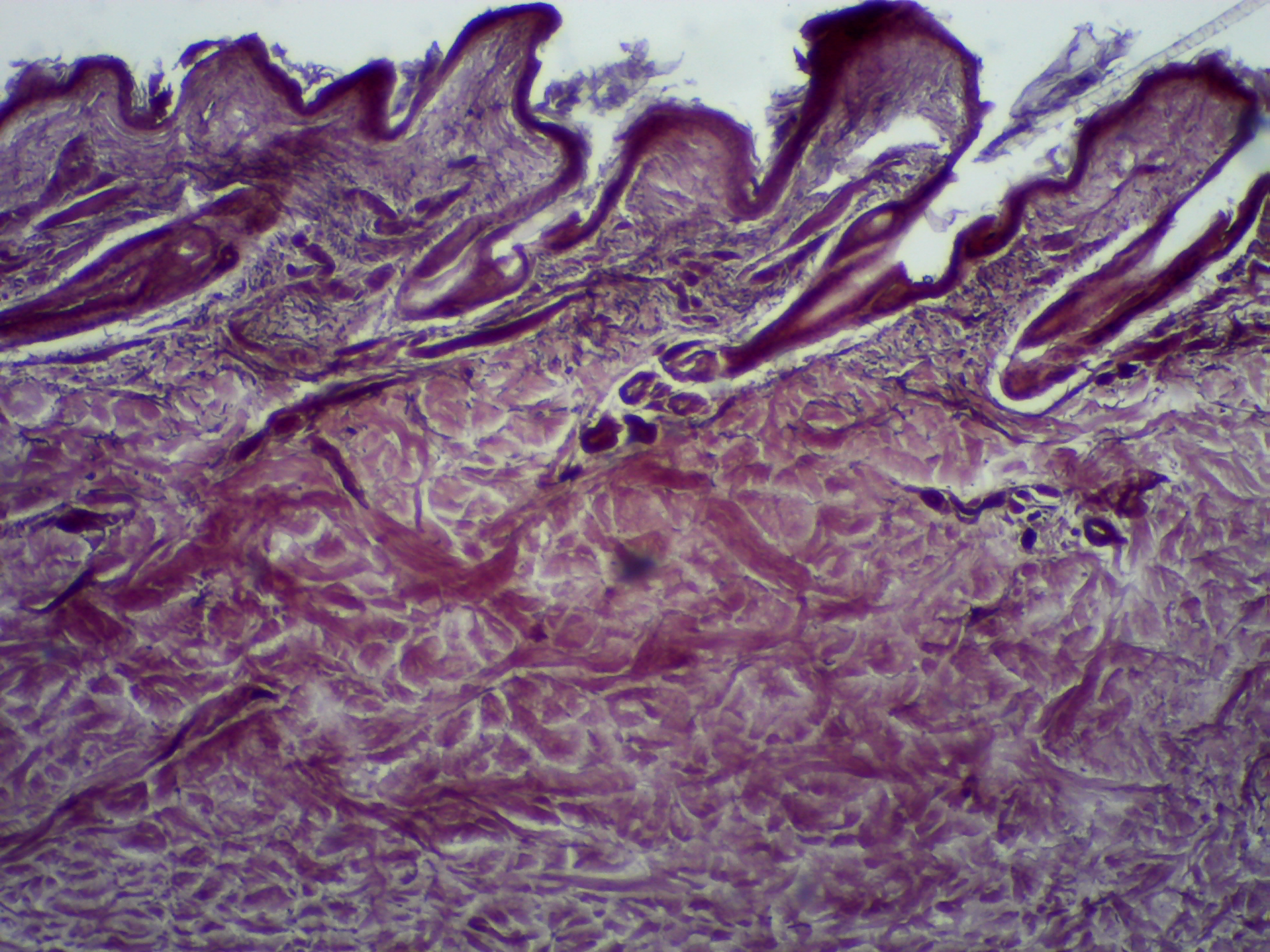 Guanaco Fiber intestine