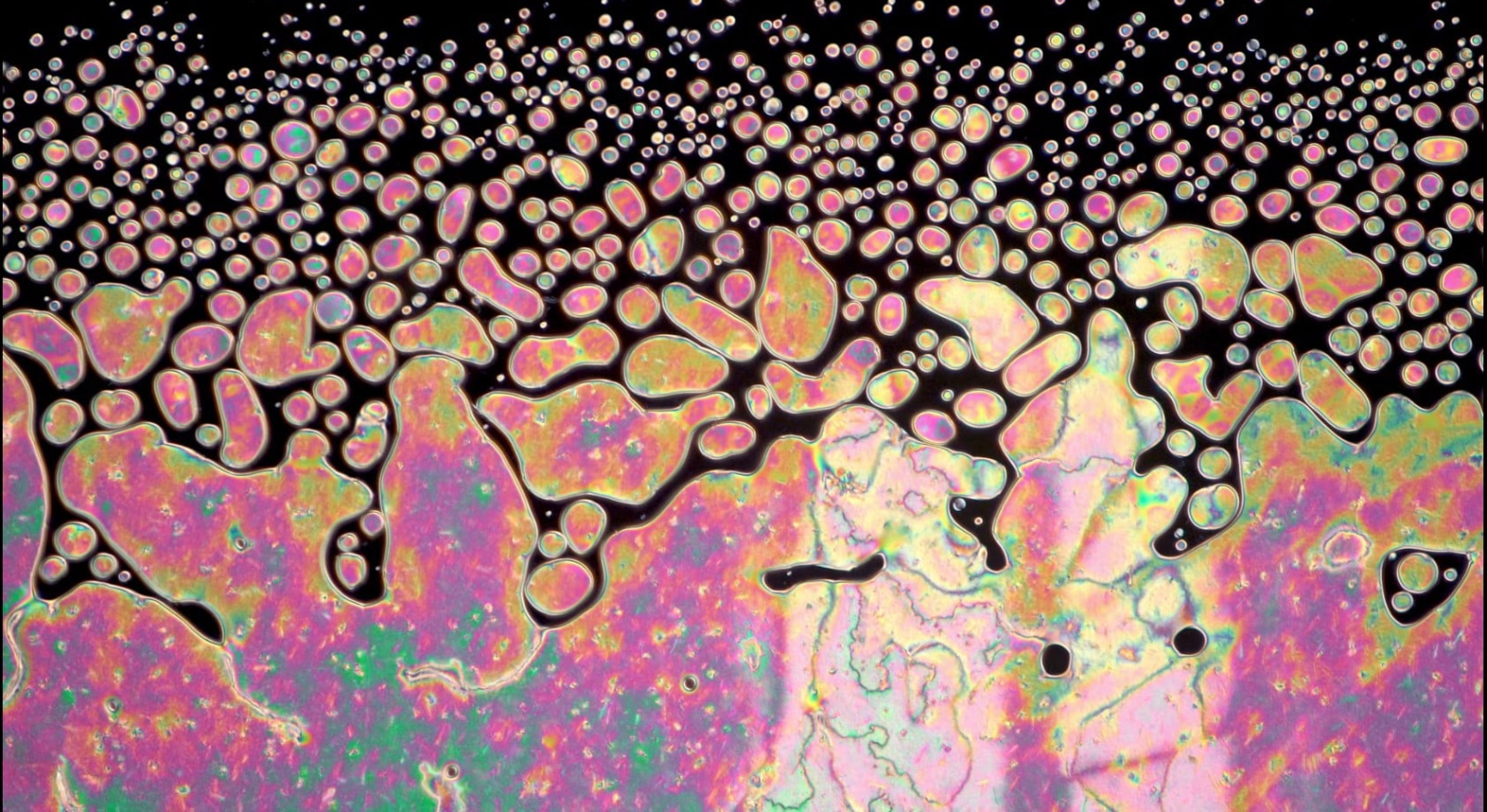MT Micrograph 2023 Award Finalist  | Liquid crystal oscillating between transparent and opaque states (polarized light microscopy)  | Submitted by: Karl Gaff, Dublin, Ireland