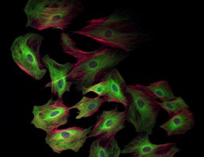 Spring meeting of the Arizona Imaging and Microanalysis Society (AIMS)