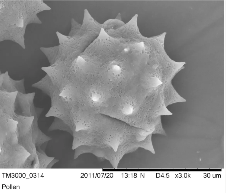 2023 Appalachian Regional Microscopy Society (AReMS) Fall Meeting